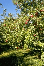 agri.jpg